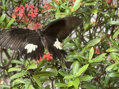 Papilio nephelus chaonulus