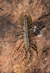 Allothereua maculata