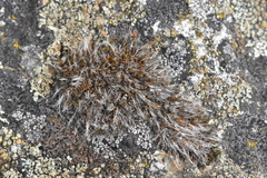 Coscinodon calyptratus