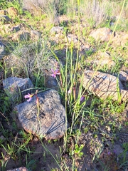 Olsynium scirpoideum