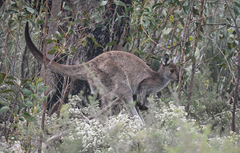 Macropus fuliginosus