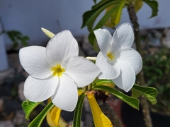 Plumeria pudica