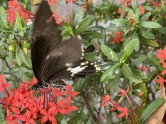 Papilio nephelus chaonulus