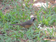 Saltator aurantiirostris