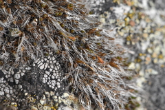 Coscinodon calyptratus