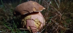 Neoboletus