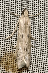 Homoeosoma nebulella