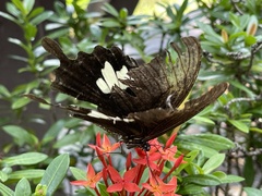 Papilio nephelus chaonulus