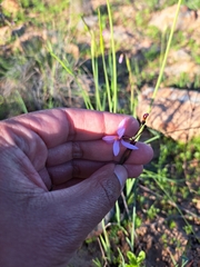 Olsynium scirpoideum