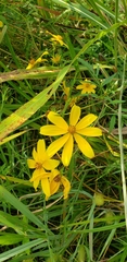 Bidens trichosperma