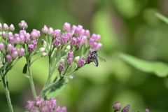 Megachilini