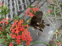 Papilio nephelus chaonulus