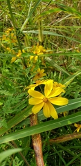 Bidens trichosperma