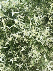 Clematis microphylla