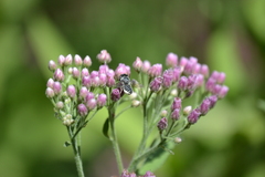 Megachilini