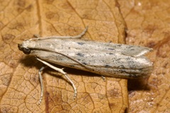 Homoeosoma nebulella