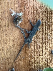 Sceloporus occidentalis longipes