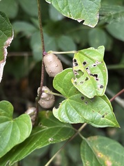 Dioscorea polystachya