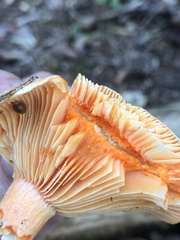 Lactarius thyinos