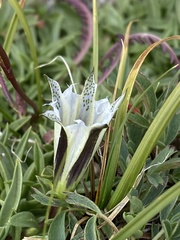 Gentiana newberryi