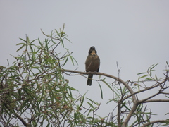 Saltator aurantiirostris