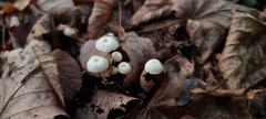 Marasmius rotula