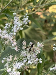 Ancistrocerus