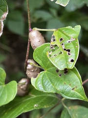 Dioscorea polystachya