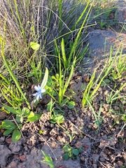 Tecophilaea violiflora