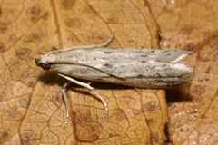 Homoeosoma nebulella