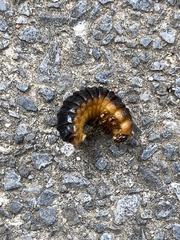 Monocesta coryli