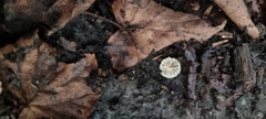 Marasmius rotula