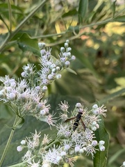 Ancistrocerus