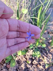 Tecophilaea violiflora