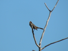 Saltator aurantiirostris