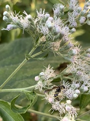 Ancistrocerus