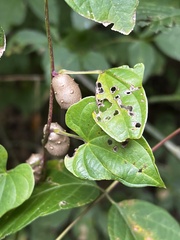 Dioscorea polystachya