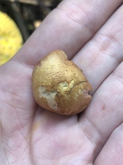 Chalciporus piperatus