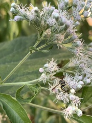 Ancistrocerus