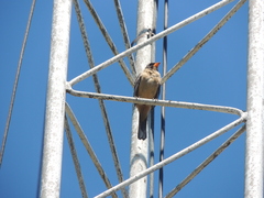 Saltator aurantiirostris