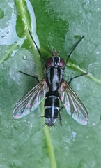 Mintho rufiventris