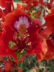 Delonix regia regia