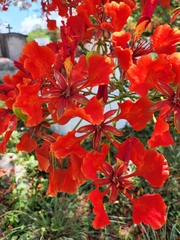Delonix regia regia