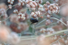 Copestylum violaceum