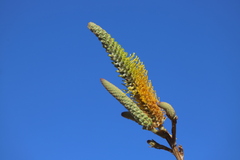 Grevillea eriostachya