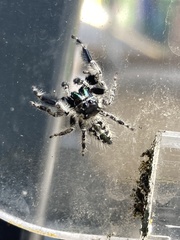 Phidippus otiosus