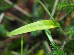 Platanthera ciliaris