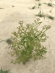 Cycloloma atriplicifolium