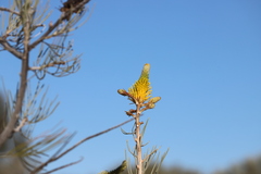 Grevillea eriostachya