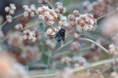 Copestylum violaceum